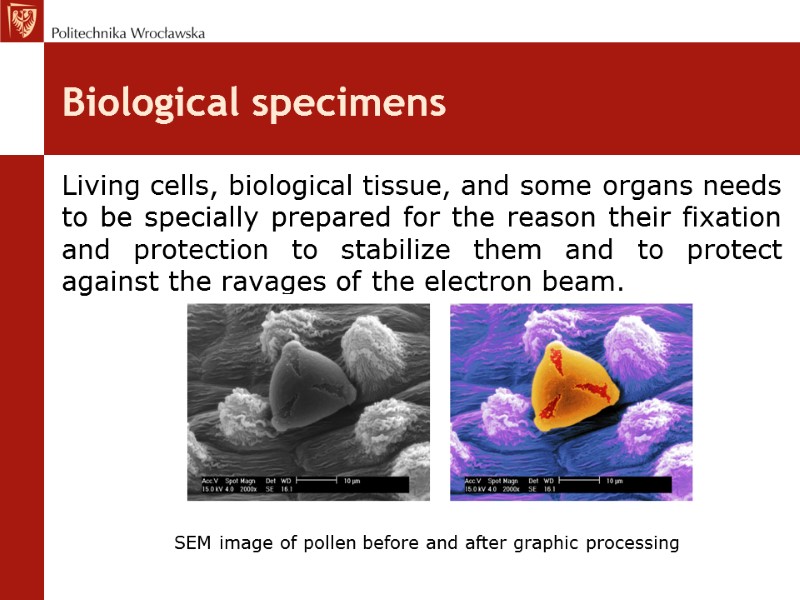 Biological specimens Living cells, biological tissue, and some organs needs to be specially prepared